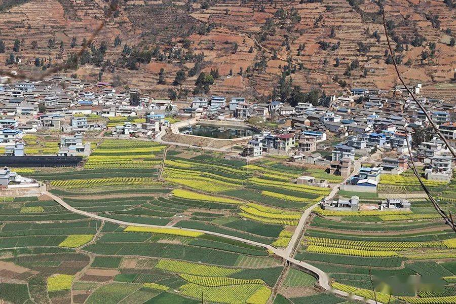 米甸镇:油菜花开春意浓