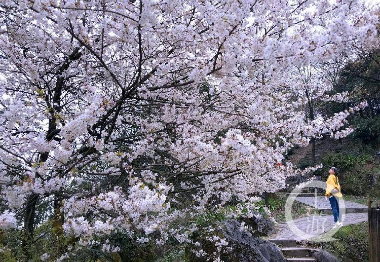 渝北大盛万亩野樱花提前盛放 赏花+乡村旅游让这个藏在深山的乡村越来越兴旺