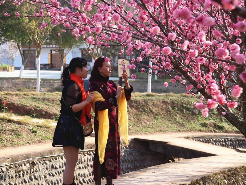 四川西充张澜故居梅花盛开 八方游客踏青赏花