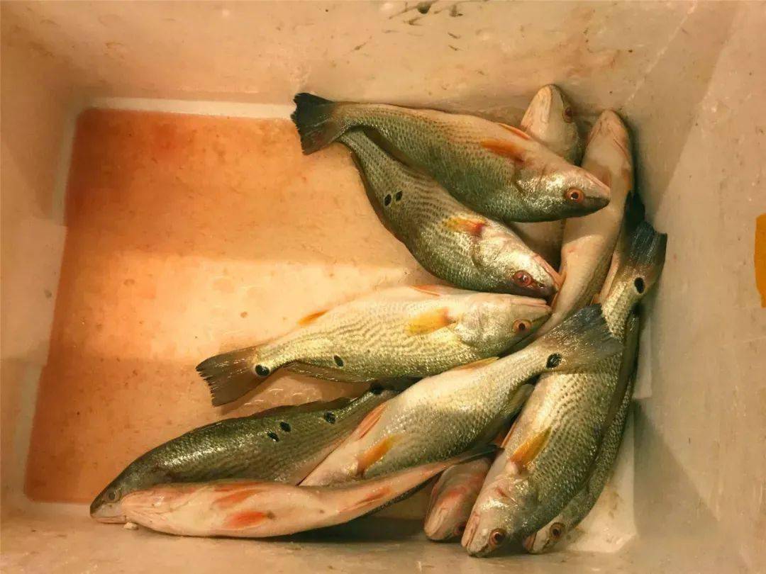 一网打尽中国顶级鱼类 看看你认识多少 黄三鱼