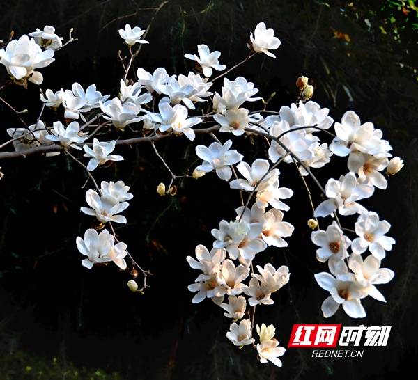 组图 | 邵阳双清公园：春暖玉兰花盛开，恰是春游赏花拍花最佳时