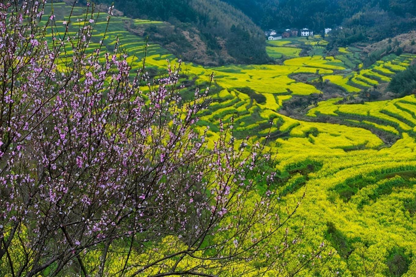 2021年婺源油菜花时间预告万亩花海精彩待上线