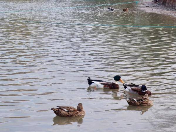 【探索】新虹桥中心花园人工湖重新蓄水，野鸭们又飞回来了！