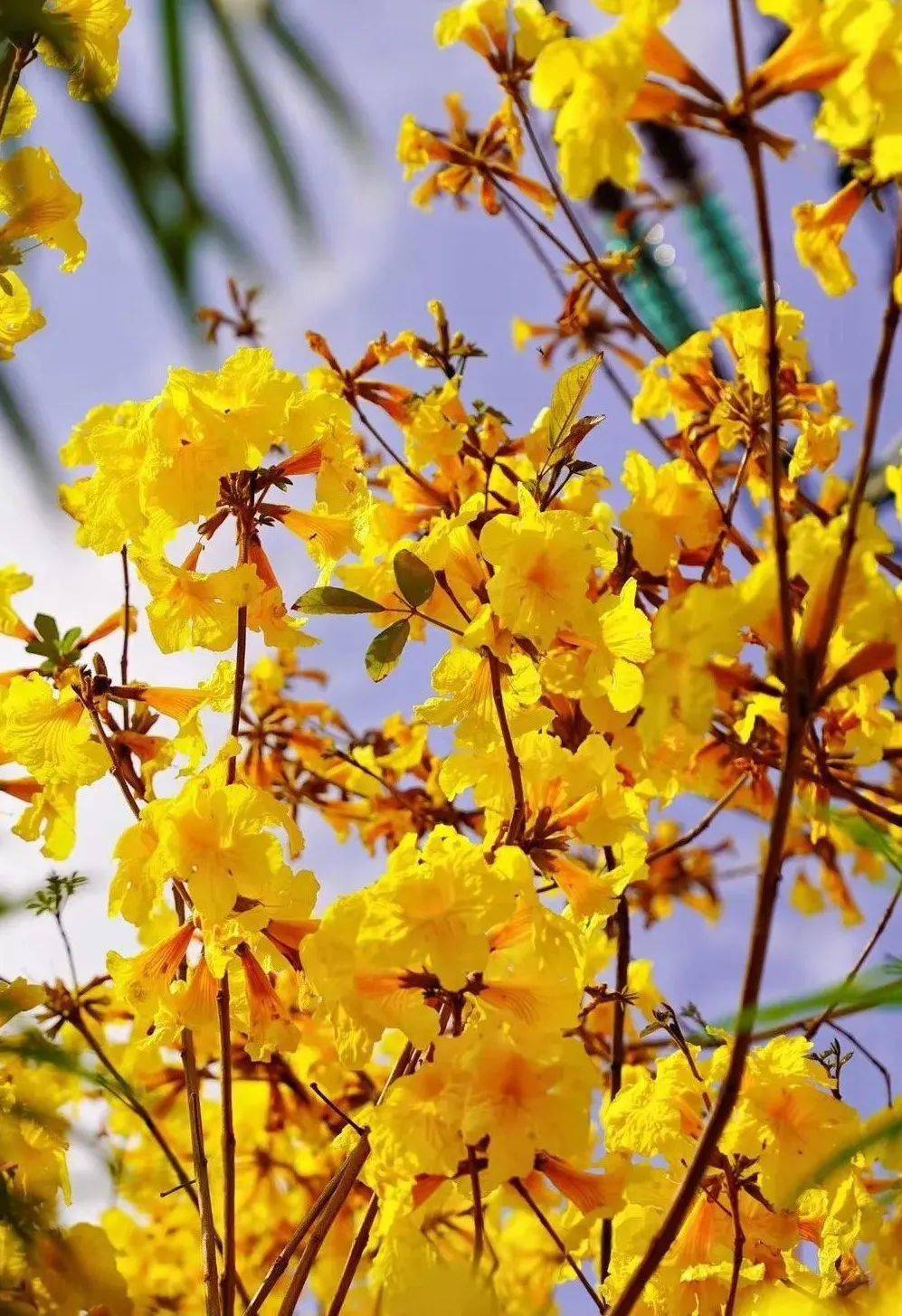 67已成团￥59纯玩1天2月283月367日中山金色海洋万株风铃花霸气盛放