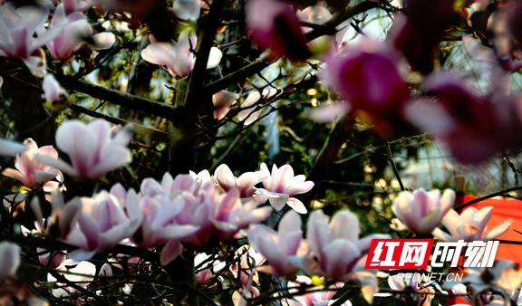 春来赏花何处去？看双清公园玉兰花开，春色满园！