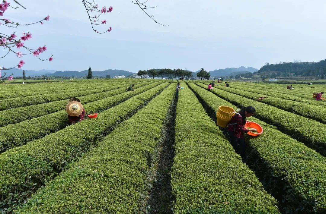 有什么简单的曲谱