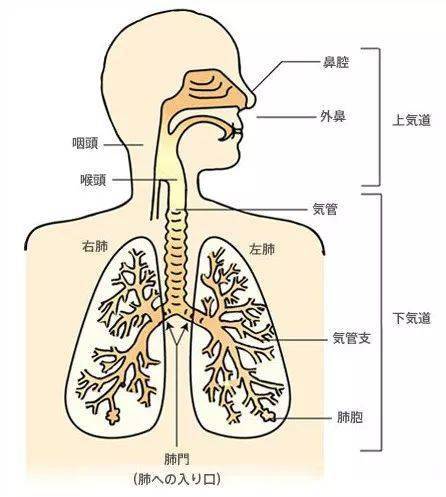 人体呼吸全过程循环图图片