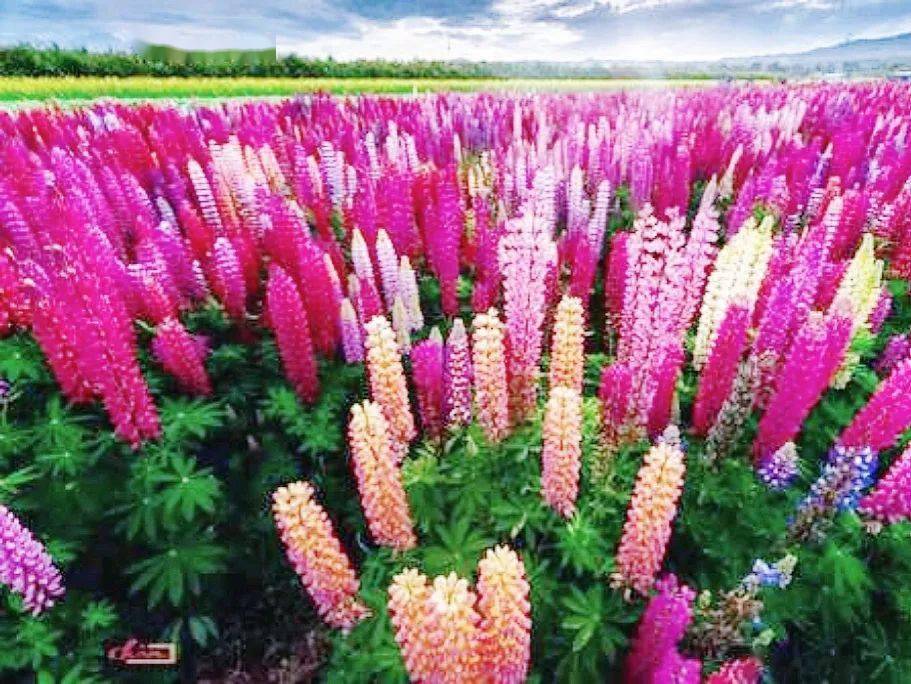 新春福利99元疯抢限量300张相约当阳玉泉花海一起遇见最撩人的春天