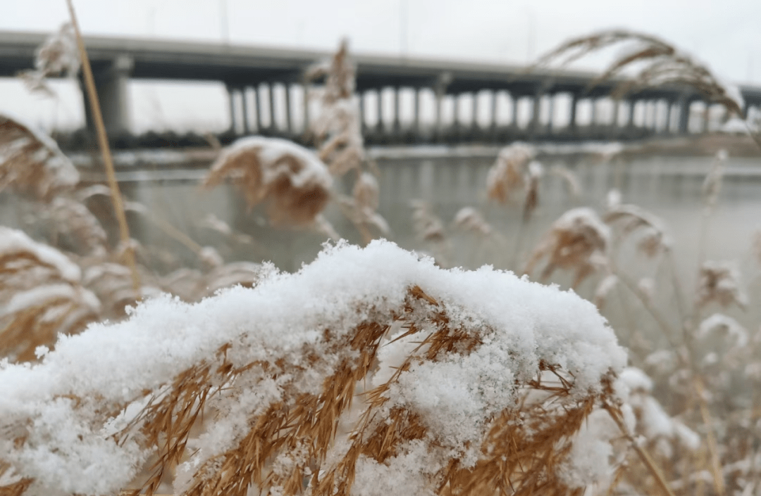 米粒雪奏响了春和冬交织的乐章雪花覆盖着红瓦白墙像是梦中的桃源仙境