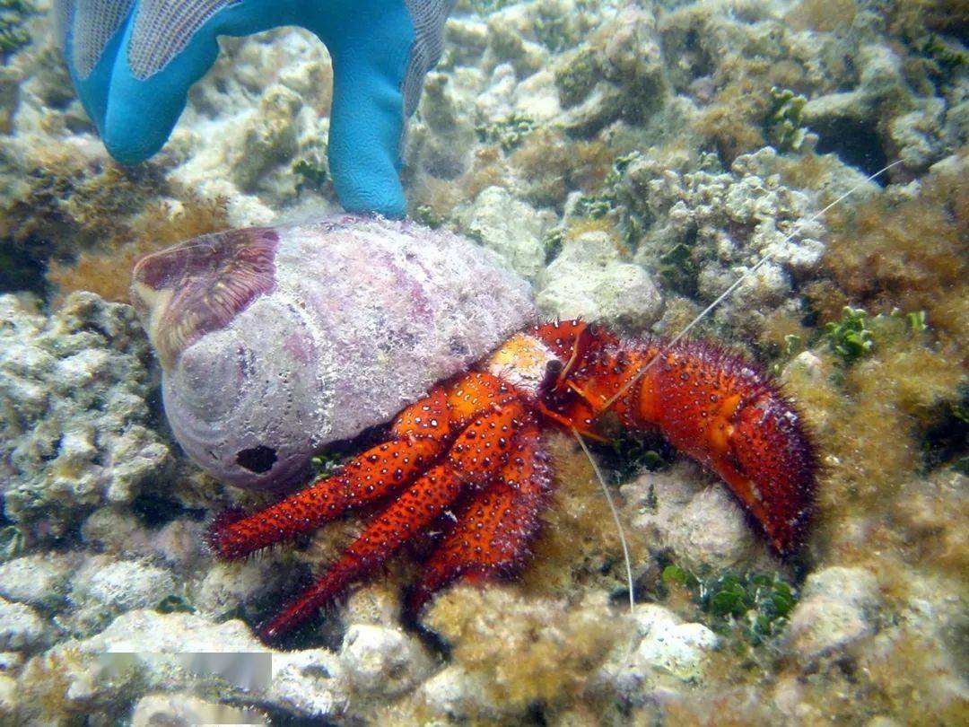 体验一回用"寄居蟹饵"垂钓的快感,兴许你会有意外的收获与感受
