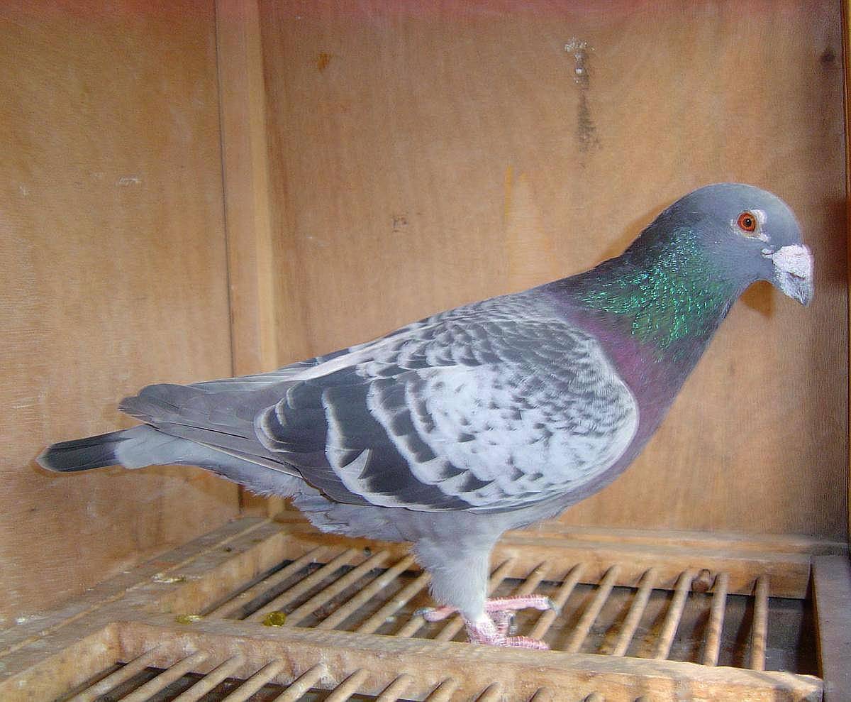回血提纯的鸽子,留下来什么特征的鸽子?_比赛