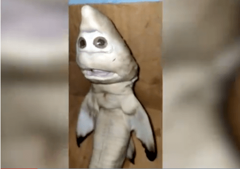 男子捕到一条鲨鱼剖开肚子竟露出一张人脸