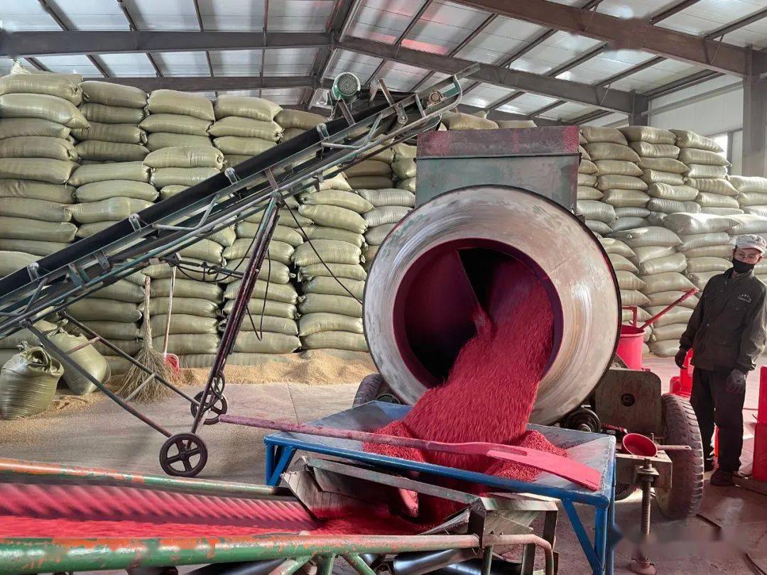 连日来,勤得利正在紧锣密鼓的进行水稻种子包衣工作,全力保证广大种植