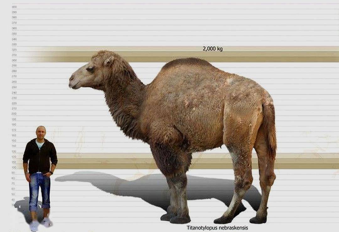 史前巨骆驼图片
