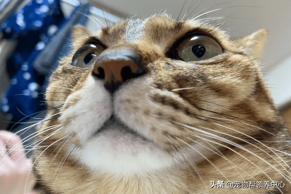 拽脸主子歪嘴坏笑挑衅猫奴:还不是要给我铲屎?