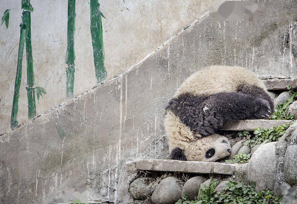 四川雅安：碧峰峡基地大熊猫萌态十足惹人爱