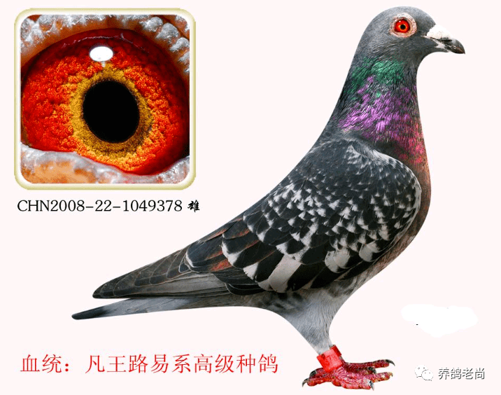 一羽好赛鸽应具备的基本条件_鸽子