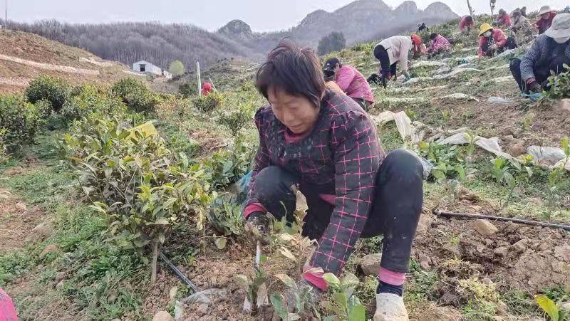 平顶山舞钢市安寨乡人口多少_舞钢市安寨中学图片