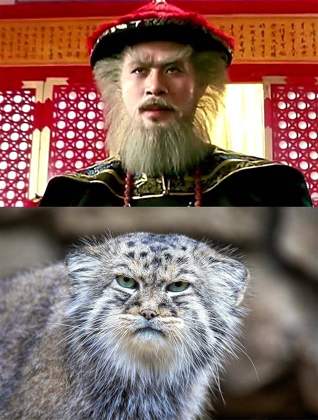 2公斤重的兔狲有着老虎一样的眼神表情更是丰富的像人