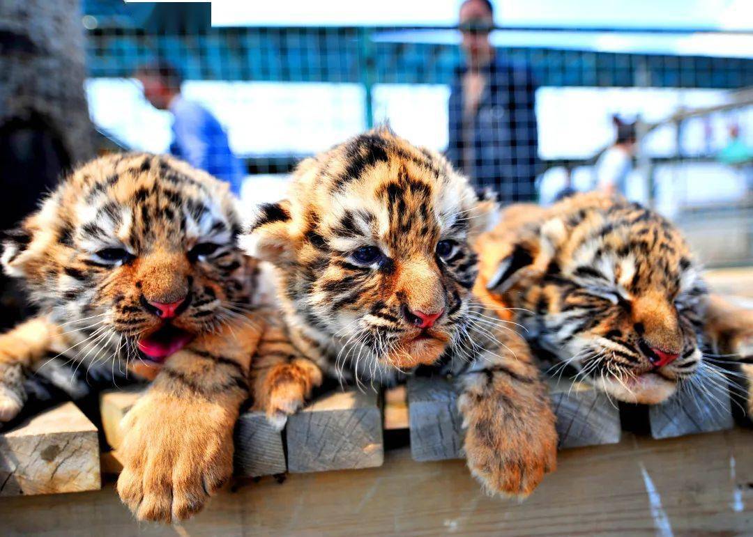 开园公告丨沈阳怪坡东北虎园2月27日等你来!_游客