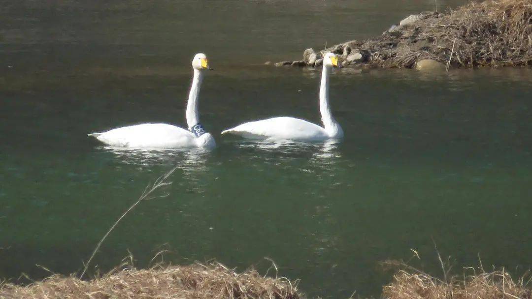 【热点】嵩县伊河来了几只美丽白天鹅：其中一只从三门峡飞临嵩县！