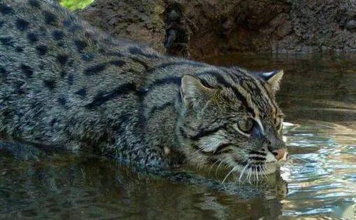 动物图册渔猫