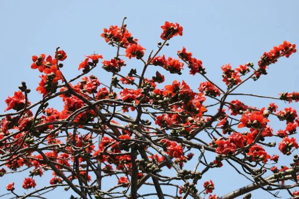 春暖花开,深圳的木棉花红了!_市民