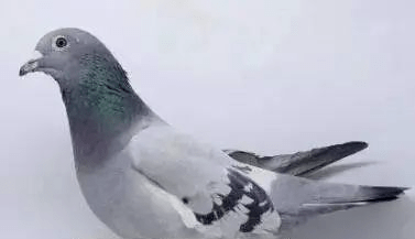bb927148c00a40e49c5e83bce3ee5351.png