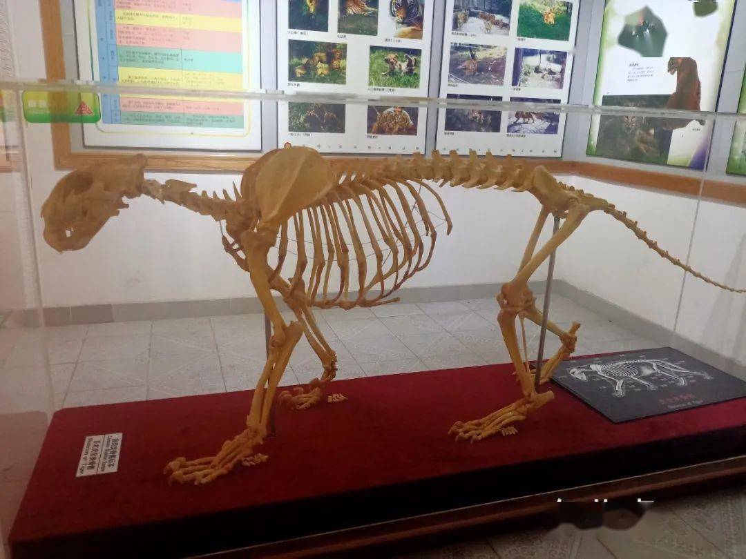 你想知道鸵鸟为什么不会飞吗?从鸵鸟的骨骼标本里能找到答案哦!