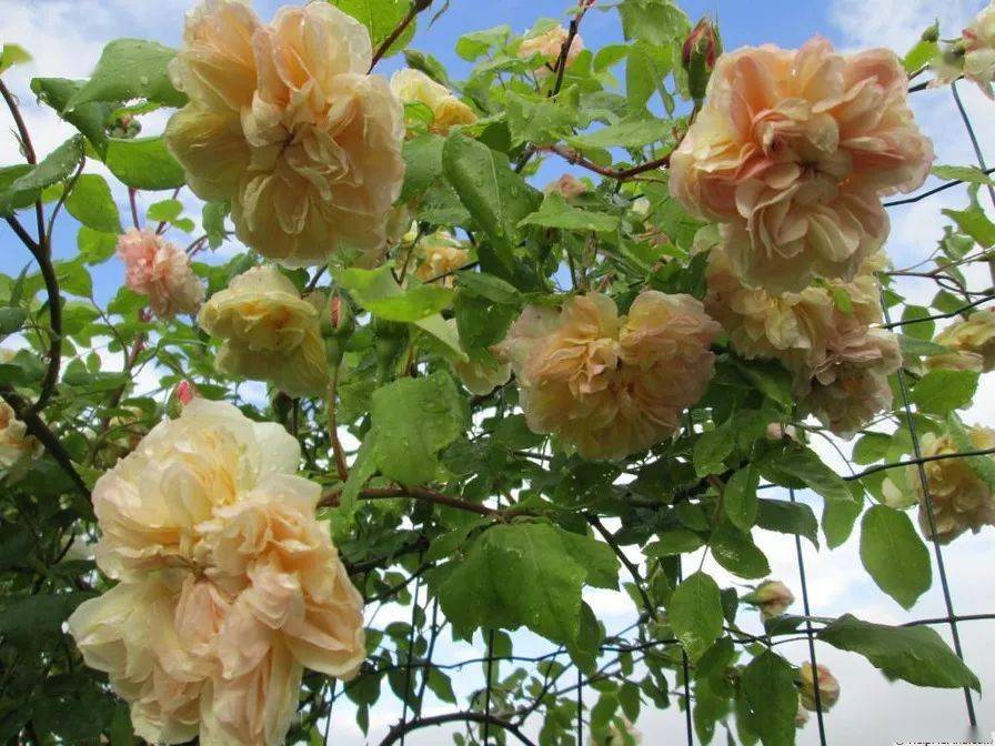 更熟悉的名字——黄铜芙蓉,这是帕氏淡黄香水月季的第一代杂交后代