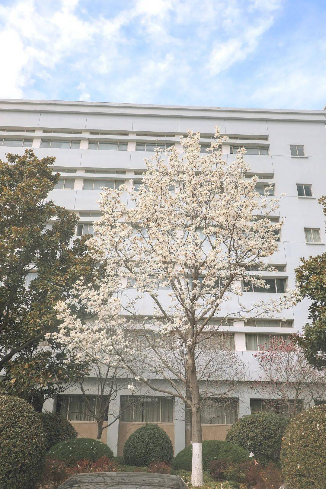 上大人的春之序章里一定有味玉兰香