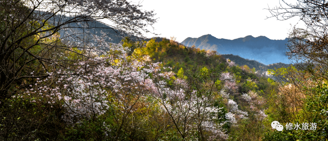 樱为爱·第三届中国国际山樱花节(修水)3月2日盛大开启_布甲乡