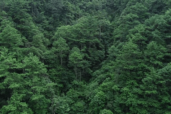 双牌丨珍稀濒危植物:华东黄杉_自然保护区