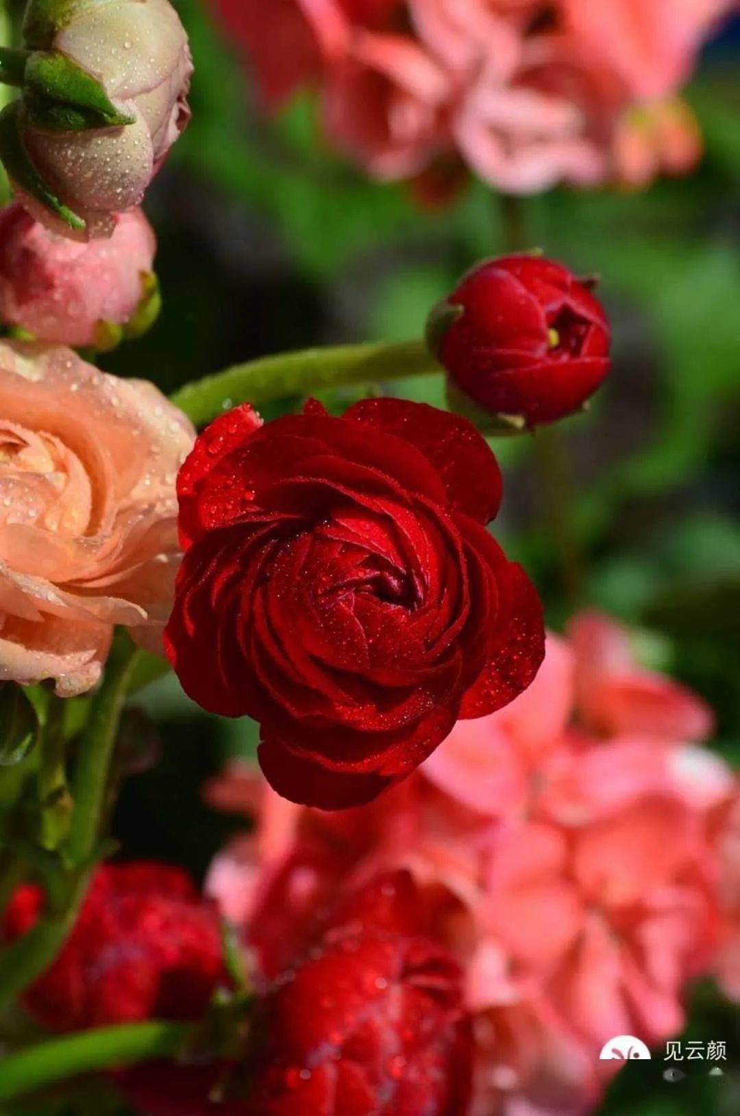 半重瓣,花色丰富,有白,黄,红,水红,大红,橙,紫和褐色等多种颜色