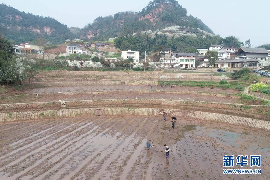 2月23日,农民在四川省宜宾市翠平区李庄镇安石村田里播种(无人机照片)