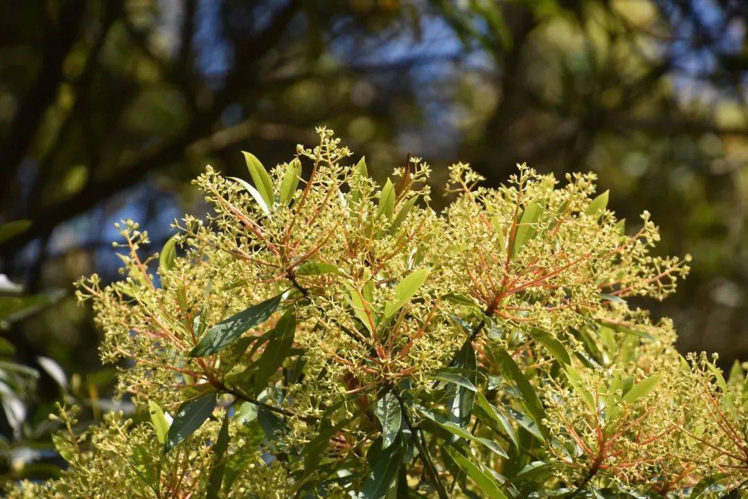 华南地区面积最大清溪森林公园的润楠花海迎来最佳观赏期
