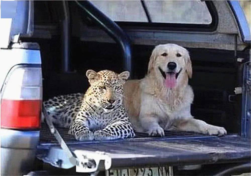 将豹子和狗狗放在一起养,离别时感觉走错片场了:感情真深呀