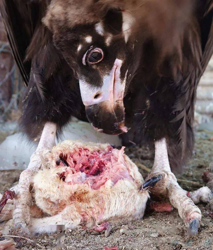 坝上康保村民救助大型猛禽秃鹫,双翅展开超长,令人震惊