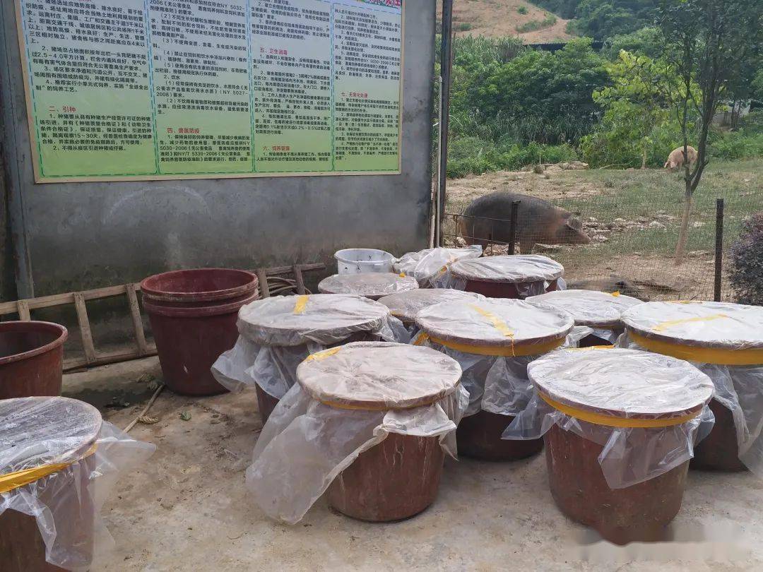 养殖场自制生物发酵饲料的简单操作方法,降低料耗,臭味氨气下降促进