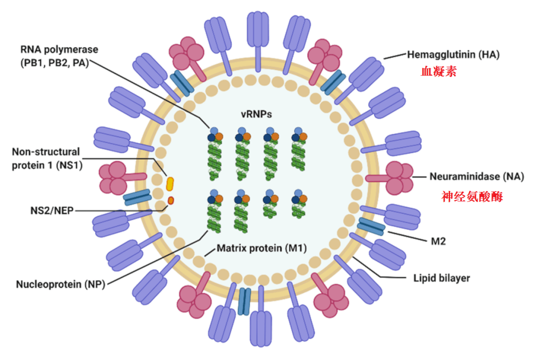 流感病毒模式图图片