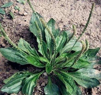 长在田间是草,吃到肚里是宝;这25种野菜,你吃过几样