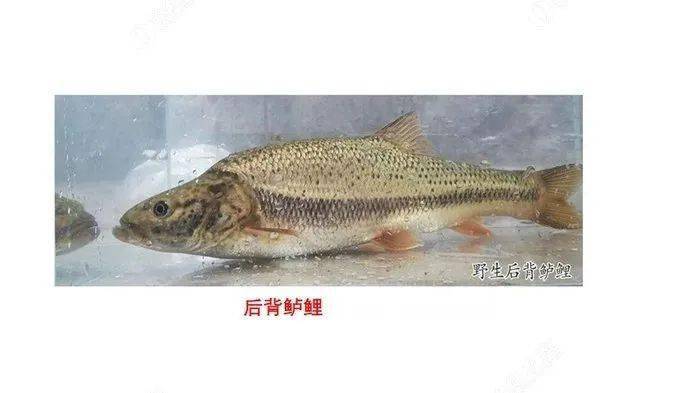 华南鱼种知多少 部分国家重点保护野生鱼类图鉴 动物