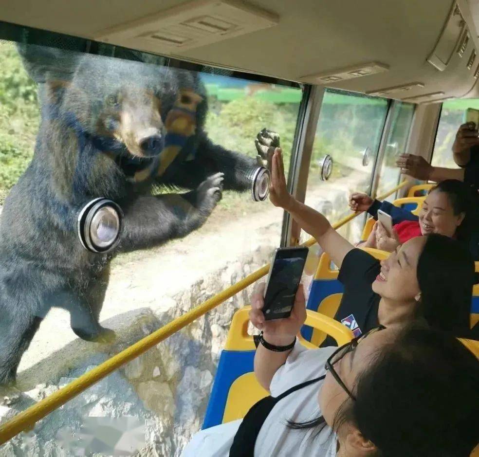 运城240人驱车前往竹海野生动物,究竟有什么魔力?_野生动物园