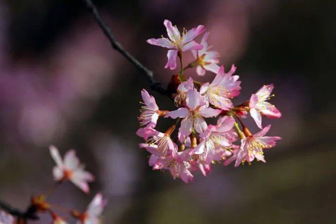 樱为爱·第三届中国国际山樱花节(修水)3月2日盛大开启_布甲乡