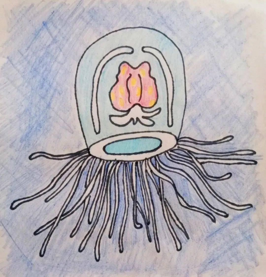 生科四小只之解谜灯塔水母