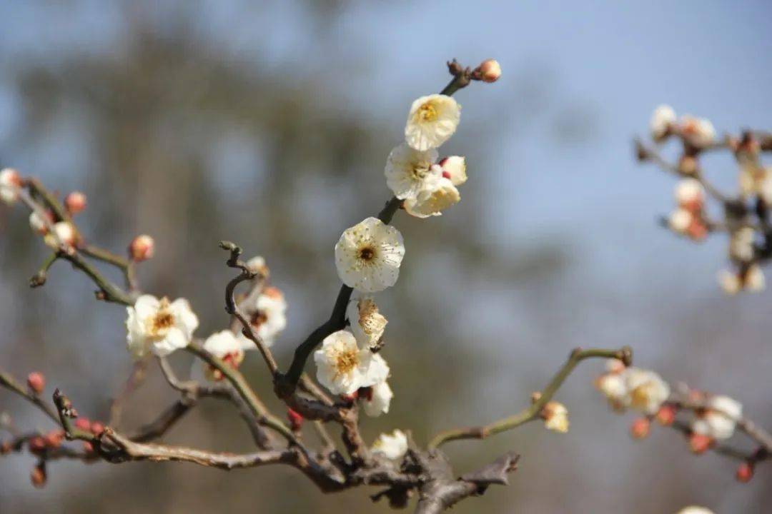 來認認這些常見梅花品種助你成為賞梅達人