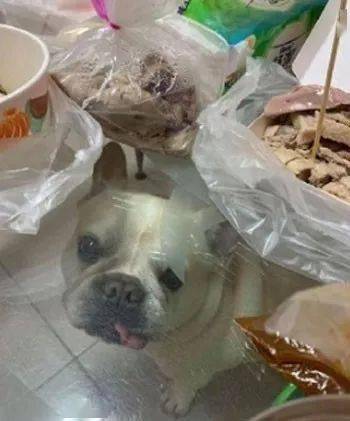 主人吃飯吃到一半，被突如其來的狗頭，嚇到瞬間噴飯！ 萌趣萌寵 第5张