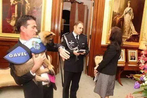小警犬慘遭開除，竟是因為……好氣哦！！ 萌趣萌寵 第23张