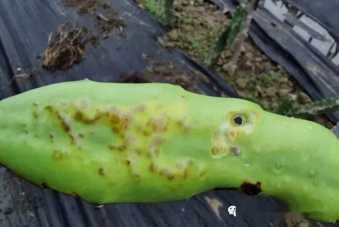 火龙果这是疮痂溃疡药害还是冻害实用好文