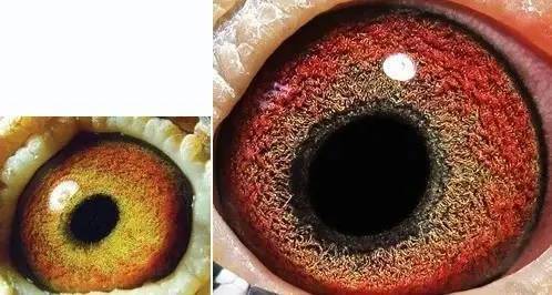 国内外鸽眼配对成功实例图解